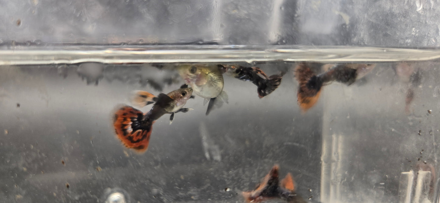 Redrum Guppy