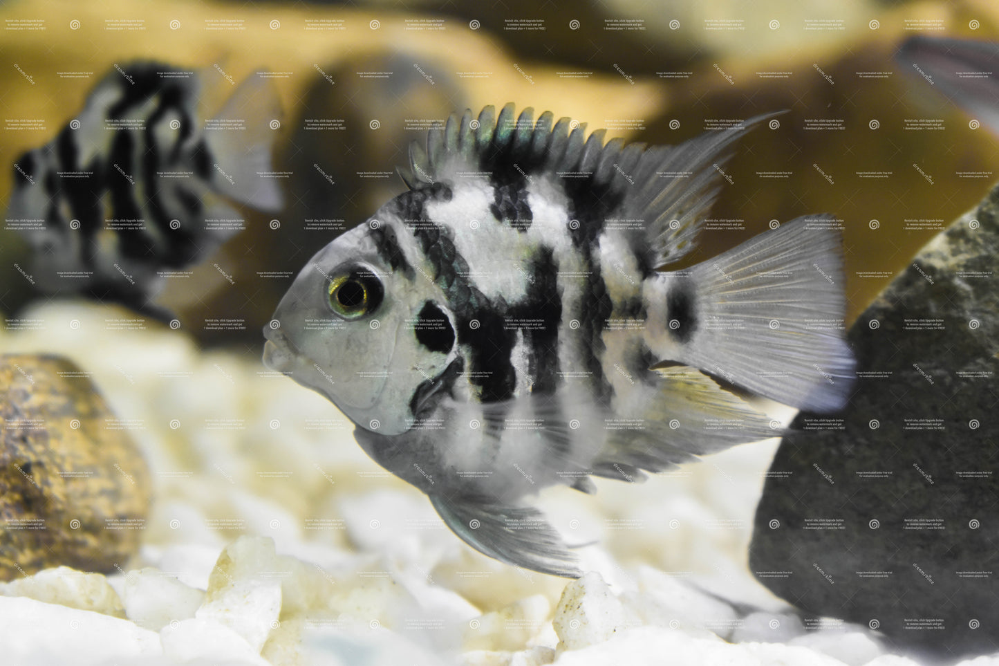 Tiger Polar Parrot