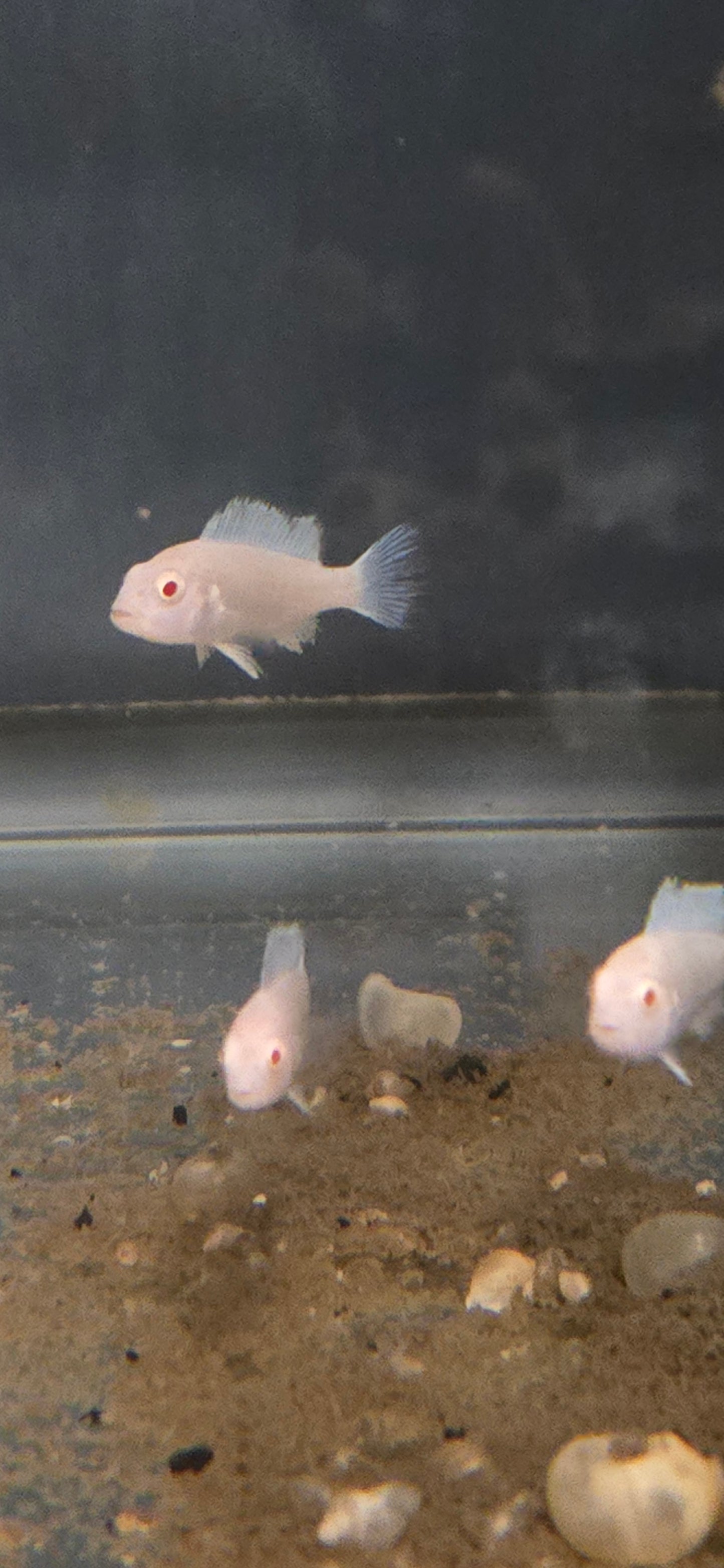 White Socolofi Cichlid